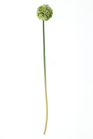 Erkek Giyim - BEYAZ  Beden Allium - Soğan Çiçeği