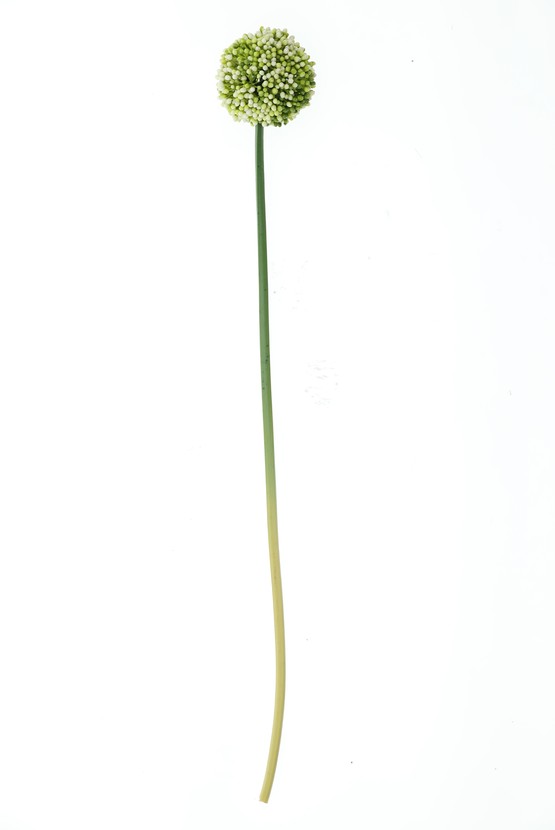 Erkek Giyim - Allium - Soğan Çiçeği