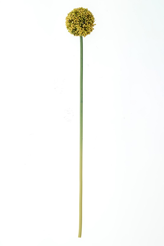 Erkek Giyim - Allium - Soğan Çiçeği