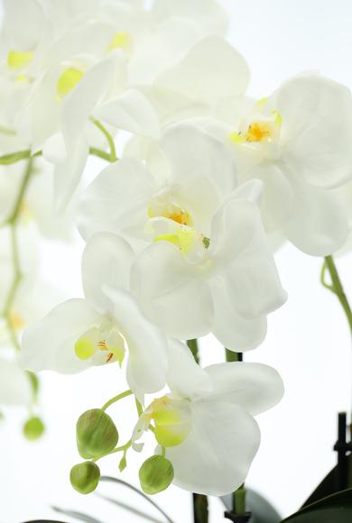 Erkek Giyim - BRONZ  Beden Orkide Saksı Çiçeği